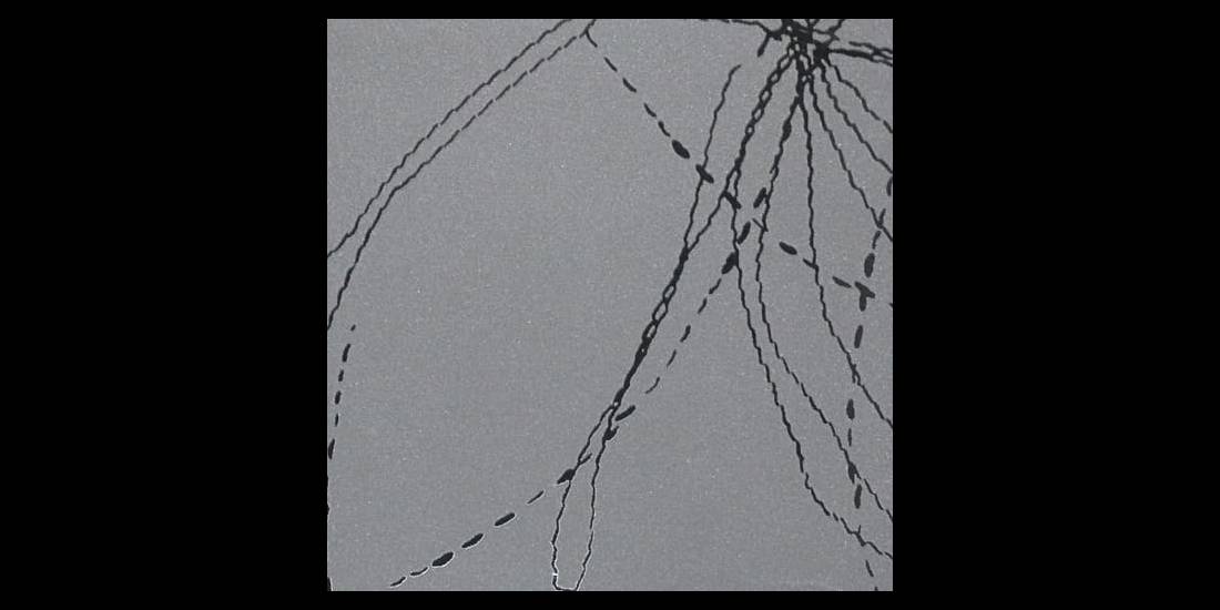 Linea